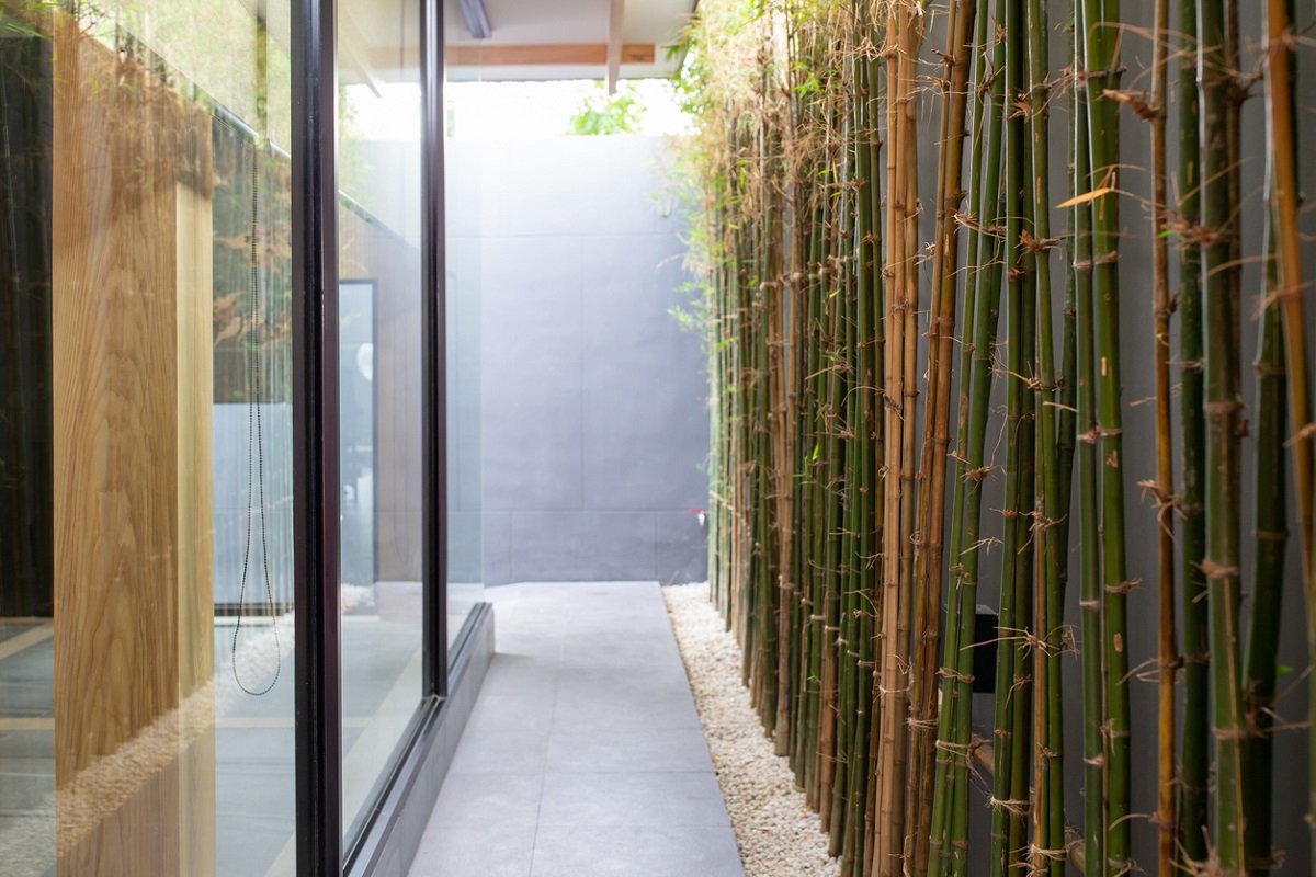 živý plot z bambusu